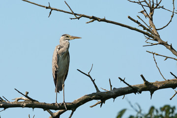 Gray heron sitting on tree branch