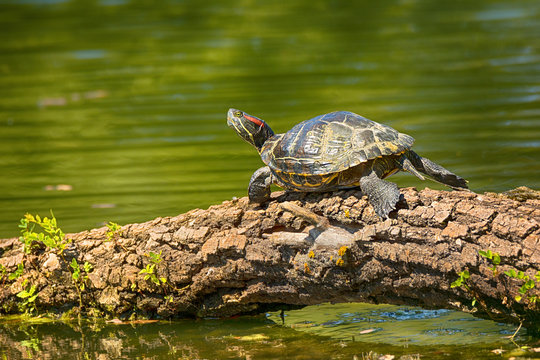 .Wild Red-eared turtle in the pond
