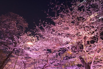 ライトアップの桜とビル　東京
