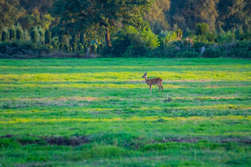 Fototapeta premium in the evening you can see deer in the fields