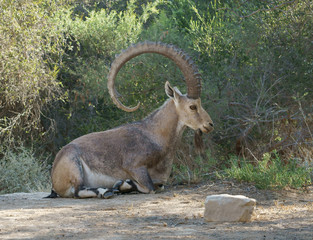 Nubian ibex (Capra nubiana sinaitica) with huge horns lies in shade of plants in Sde Boker. Negev desert of southern Israel