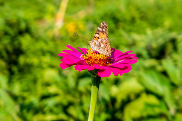 a butterfly on a beautiful summer flower on a green field in the blurred background