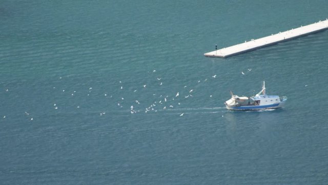 A fishing boat sails the blue sea surrounded by seagulls