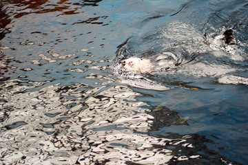 Sea otter swimming in the Alasca. the concept of the living world in nature.