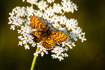Macro shot of butterfly on wild flower on a meadow 