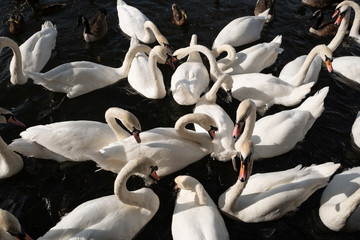 Obraz premium Flock of swans on the river 