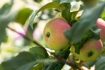 apple on tree