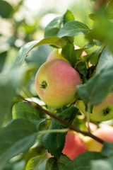  apples on a tree