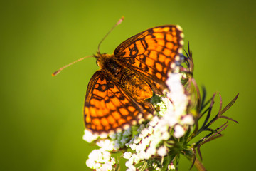 Fototapeta na wymiar Macro shot of butterfly on wild flower on a meadow 