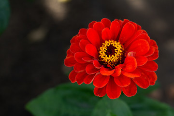 red flower in garden