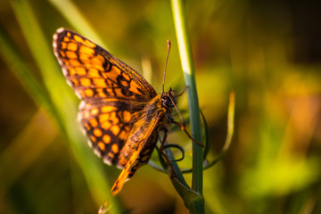 Macro shot of butterfly on wild flower on a meadow 