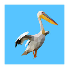 Low poly illustration of wild pelican