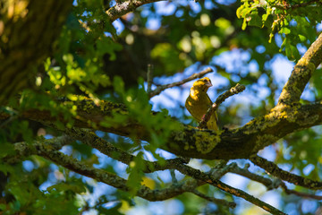 a greenfinch sits in  a tree and looks for food
