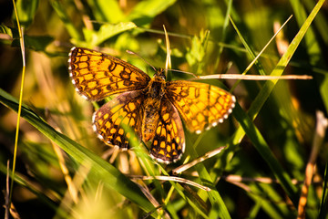 Macro shot of butterfly on wild flower on a meadow 