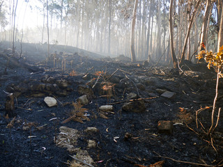Obraz premium after fire in forest