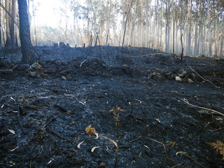 burn forest
