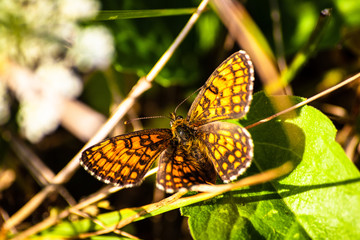 Macro shot of butterfly on wild flower on a meadow 