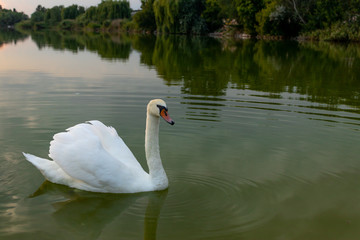 Obraz premium Evening swan on the lake. White swan on the lake.
