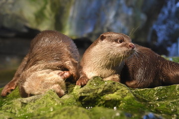 Otters in Osaka Aquarium Kaiyukan,  Osaka, Japan