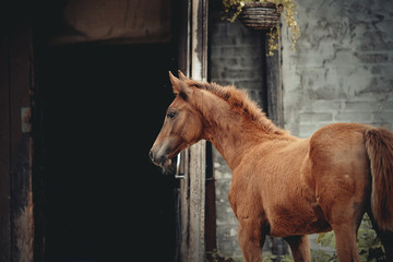 Portrait of a red foal against the entrance to the stable.