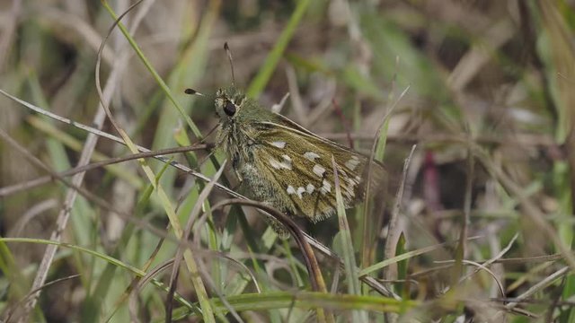 Silver-spotted skipper, Hesperia comma, 
