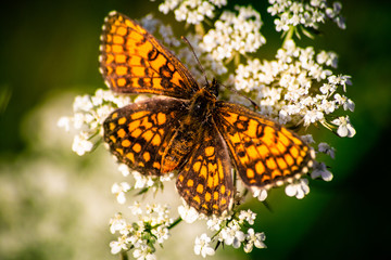 Obraz premium Macro shot of butterfly on wild flower on a meadow 