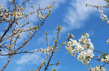 Flowering plum tree in the garden.