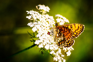 Macro shot of butterfly on wild flower on a meadow 