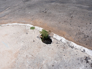 Dangerous roadside hole on the sidewalk, Havana, Cuba.