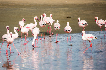 White-pink flamingos