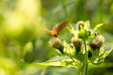 Schmetterling am Deininger Weiher (Nahaufnahme)