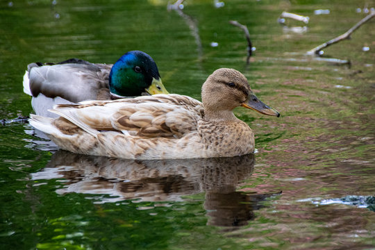 Hybrid mallard ducks also known as manky mallards with unusual plumage