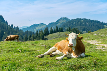 Urlaub in Bayern: Berg Laubenstein: Kuh vor dem Hocheck