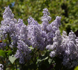 Butterfly Vanessa cardui on lilac flowers. Pollination blooming