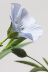 Flax (Linum usitatissimum) flowers