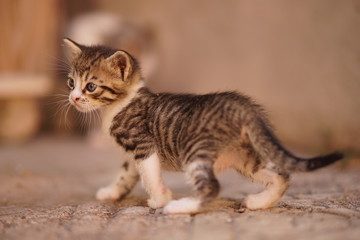 Tabby gray-white kitten walks on the street