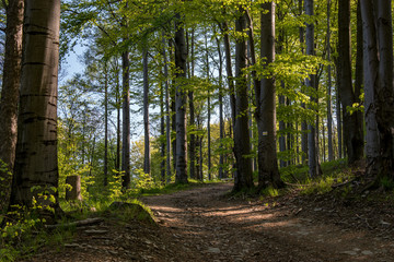 Leśna ścieżka © Piotr
