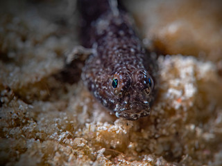 Shrimpgoby, Wächtergrundel (Pulau Bangka, North Sulawesi/Indonesia)