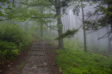 Leśna ścieżka © Piotr