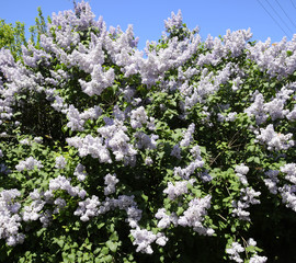 Flowers blooming lilac. Beautiful purple lilac flowers outdoors.