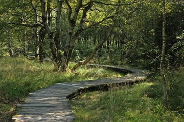 Holzbohlenweg durch das Schwarze Moor in der Rhön
