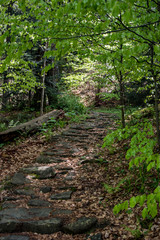 Leśna ścieżka