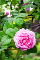 Rosa Centifolia (Rose des Peintres) flower closeup in summer garden