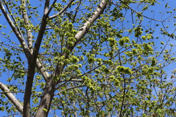  Maples bloom in spring in the park