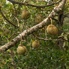 Fresh durian fruit on tree. Tropical asian fruit.