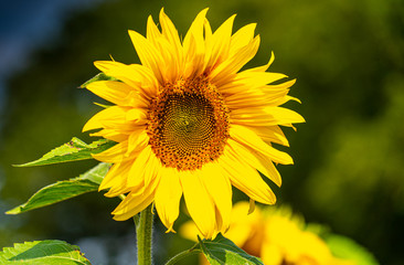 Fototapeta premium large close up view of sun flowers with bees pollinating on sunny august day in hertfordshire england