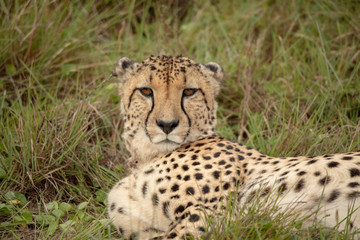 Naklejka na ściany i meble cheetah in southafrica