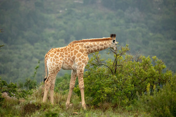 Naklejka na ściany i meble Giraffe southafrica