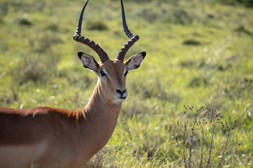 impala