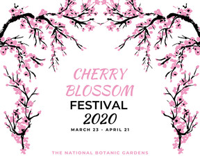 Cherry blossom banner template